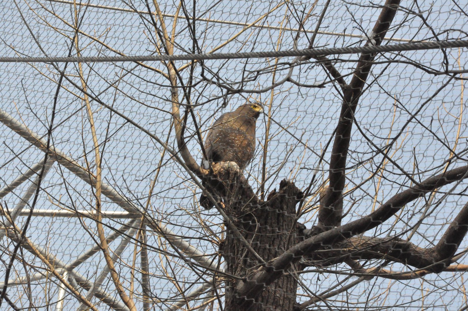 2018-01-26 Crested serpent eagle