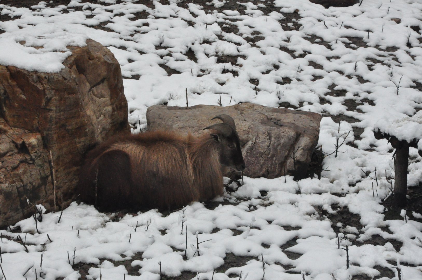 2018-01-26 Himalayan tahr hiding in rocks