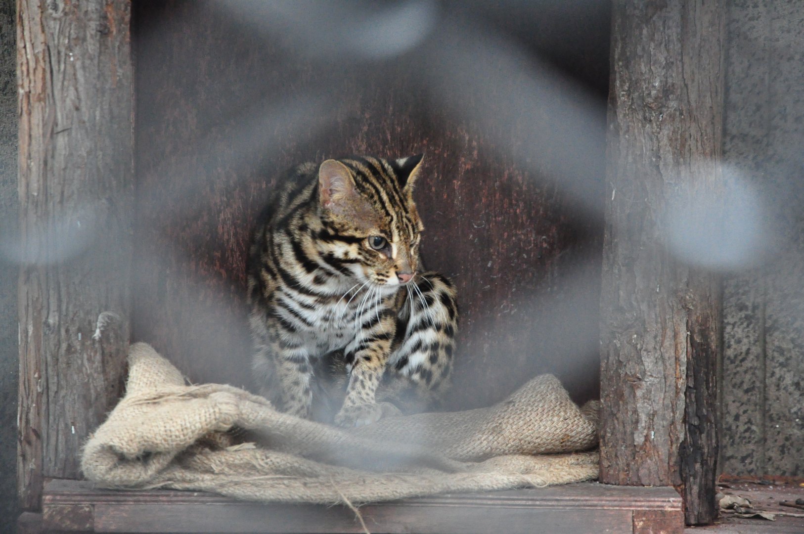 2018-01-26 Leopard cat