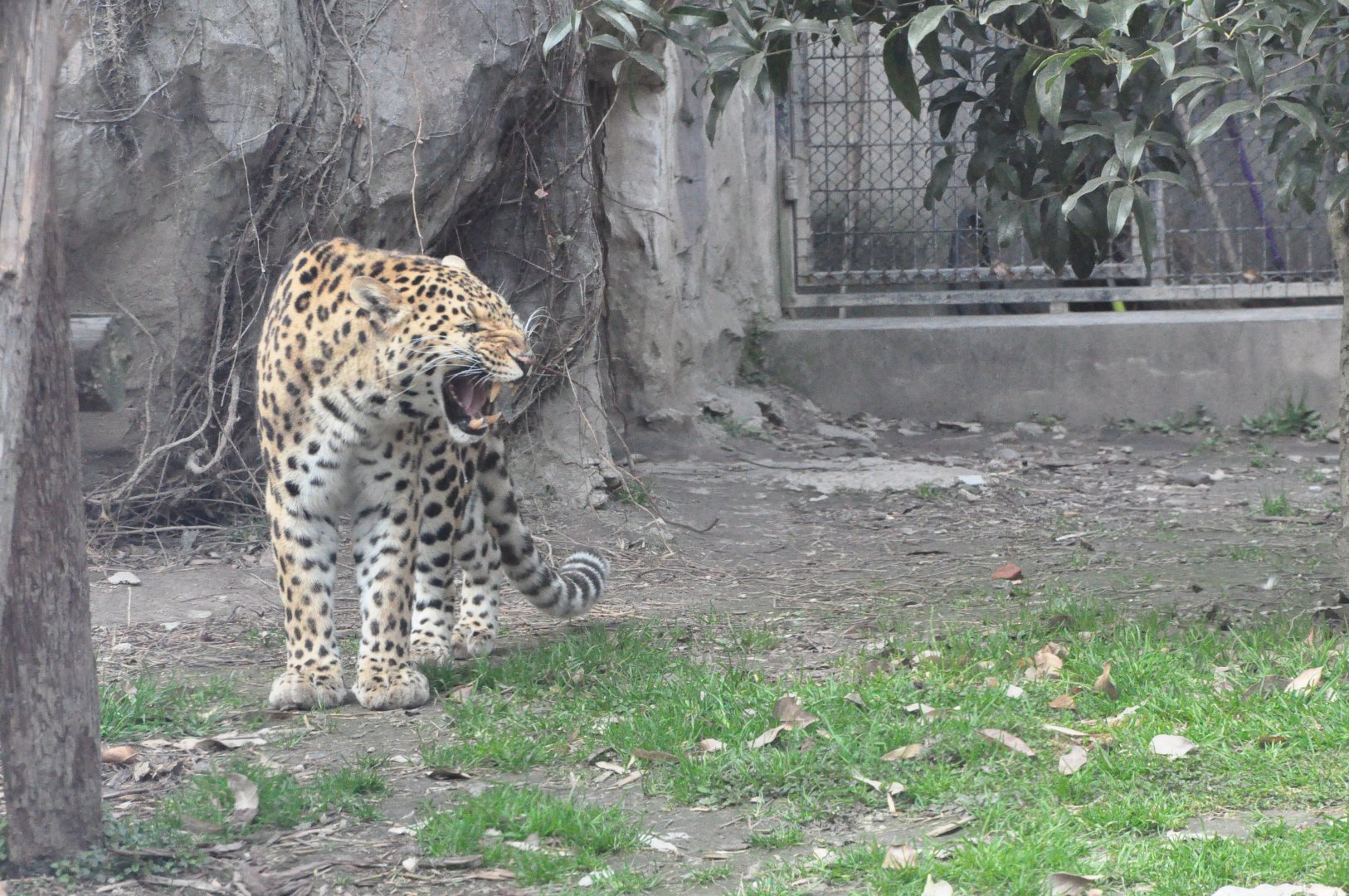 2018-01-26 Leopard