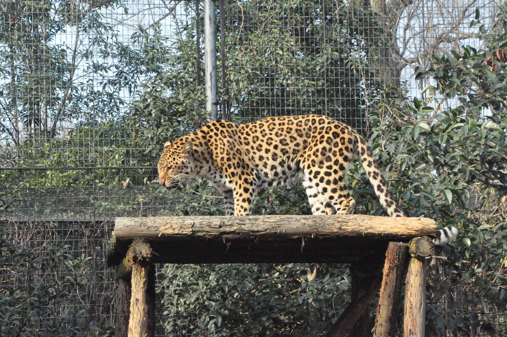 2018-01-26 Leopard