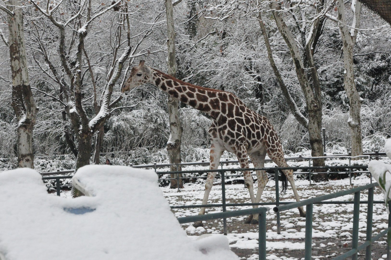2018-01-26 Nubian giraffe