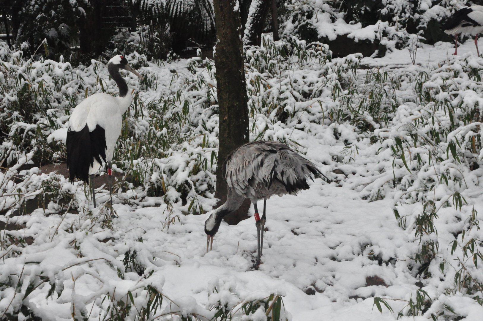 2018-01-26 Red-crowned crane & Common crane