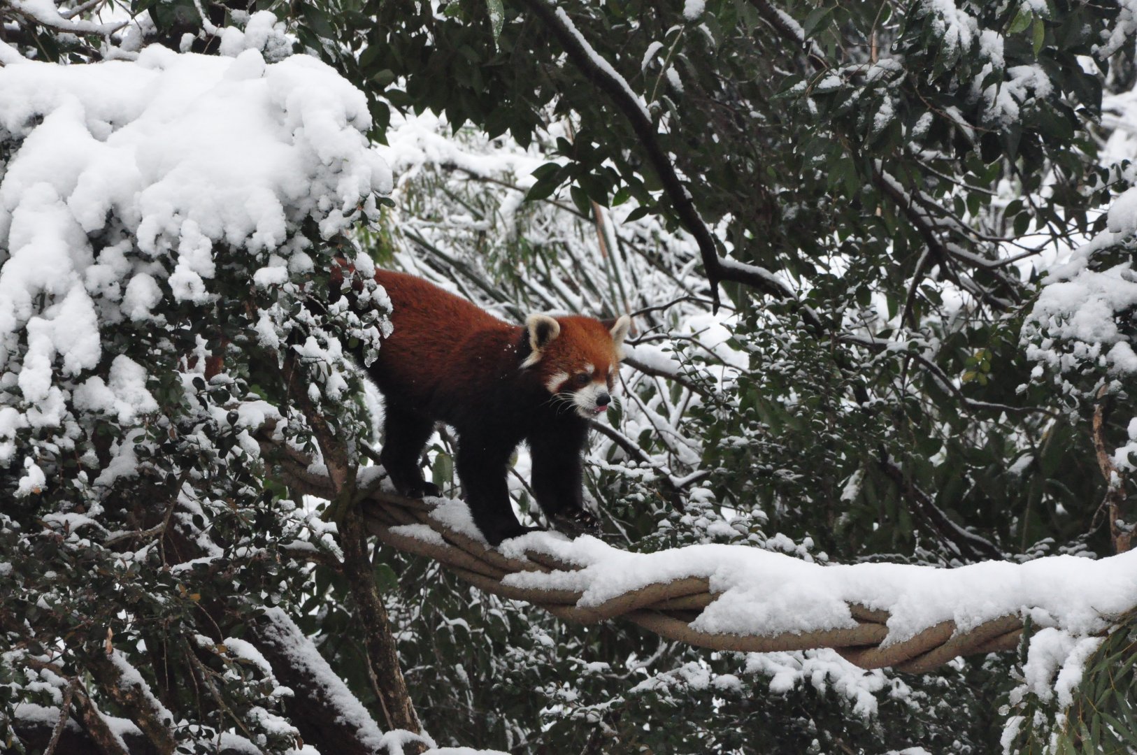 2018-01-26 Red panda