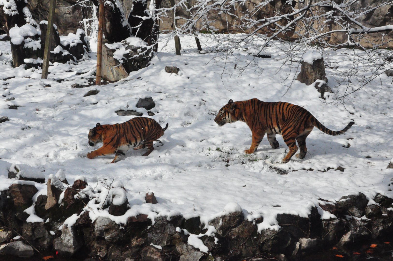 2018-01-26 South China tiger