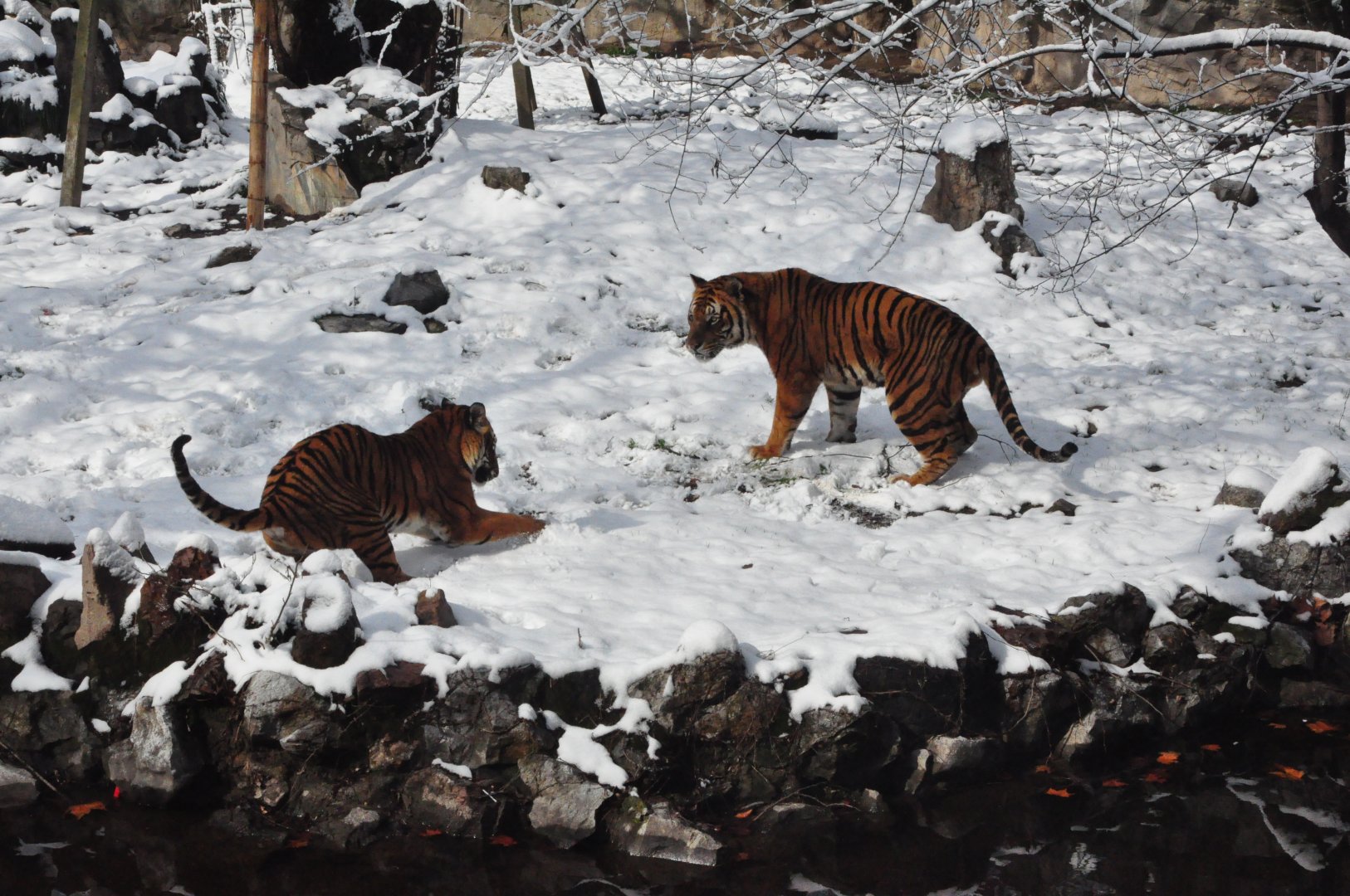 2018-01-26 South China tiger