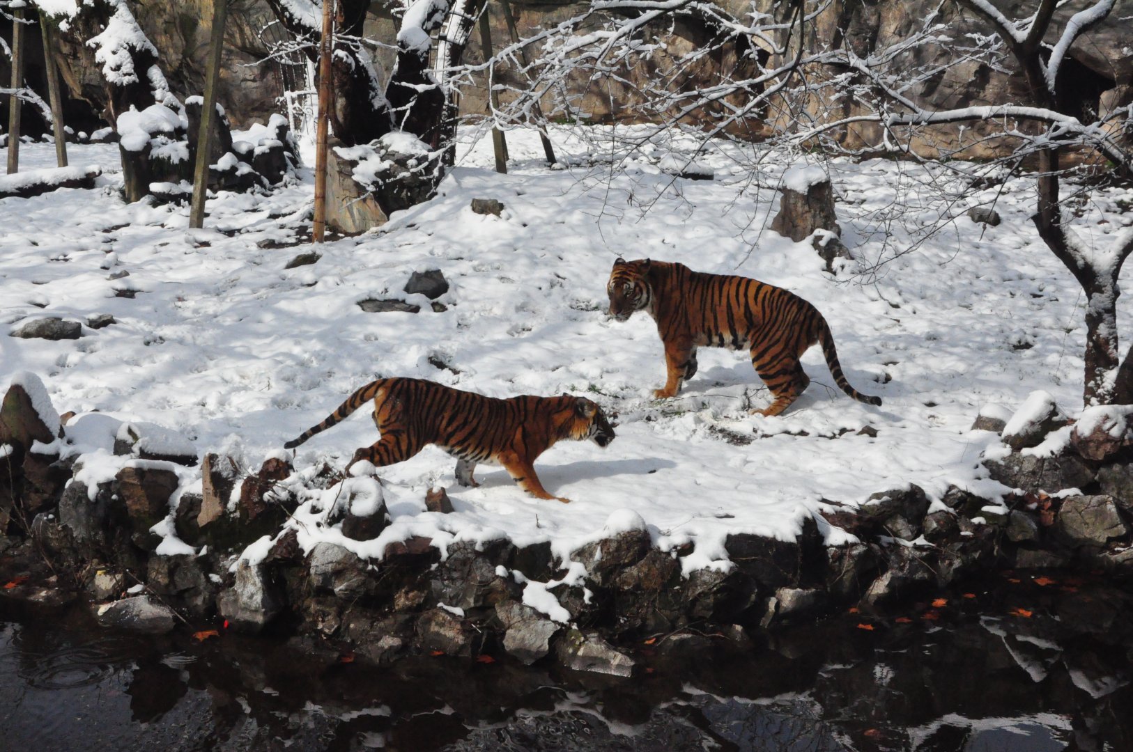 2018-01-26 South China tiger