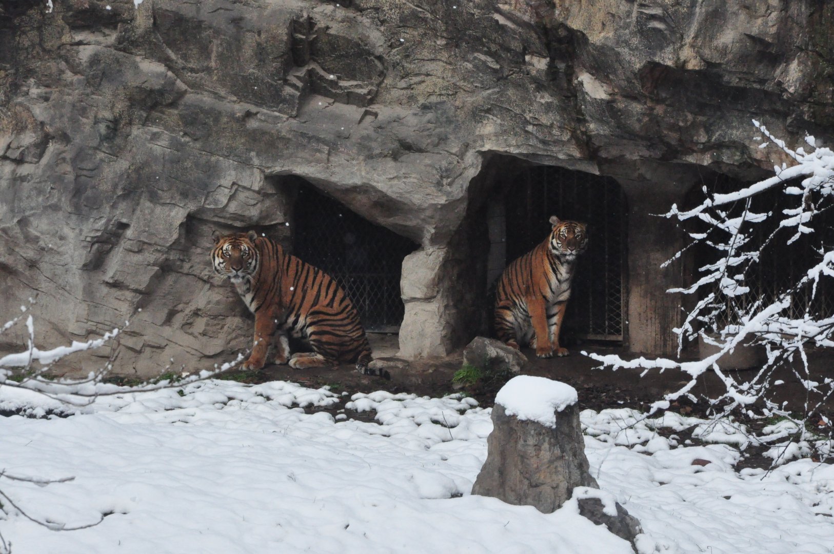 2018-01-26 South China tiger