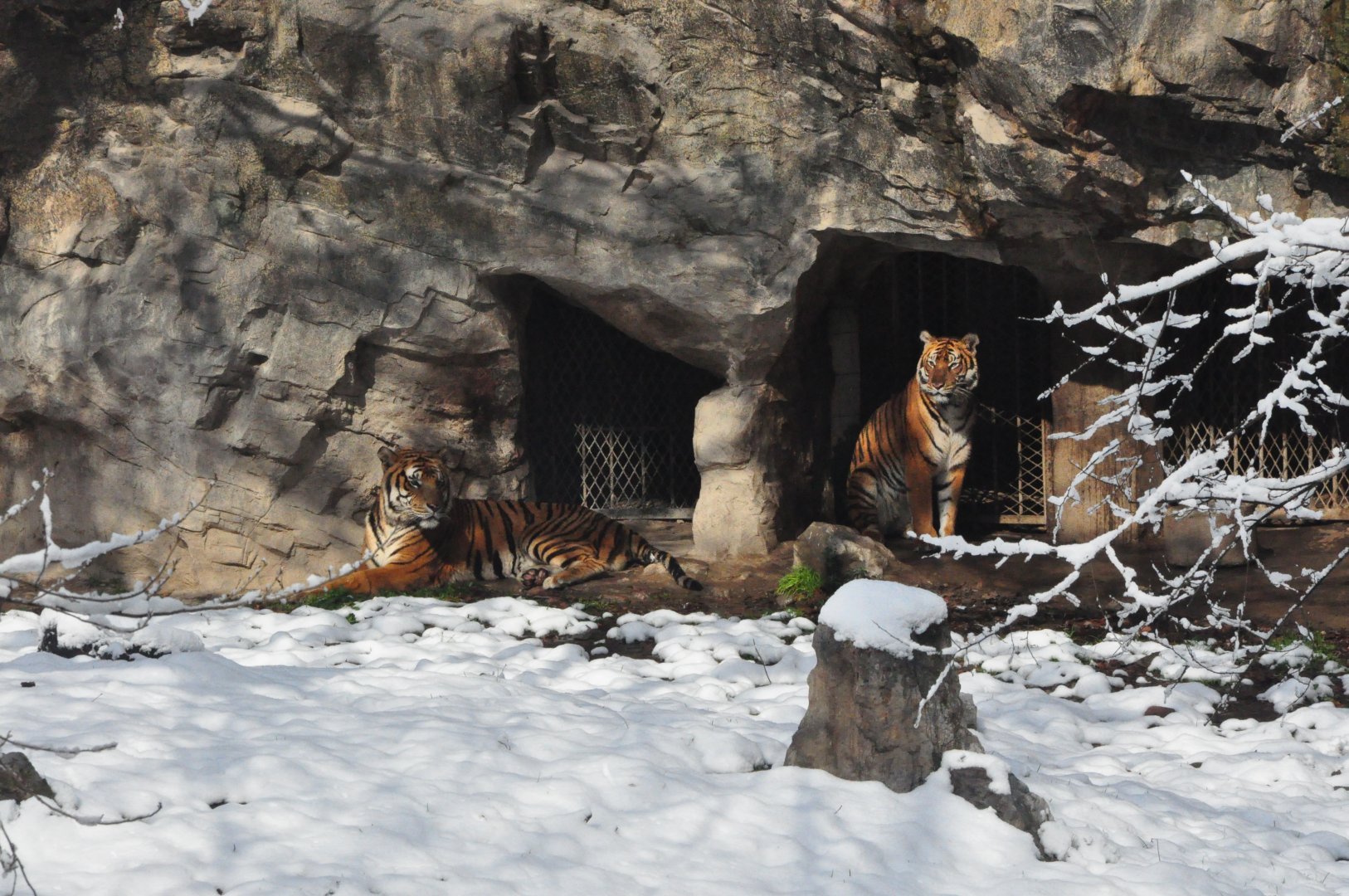 2018-01-26 South China tiger