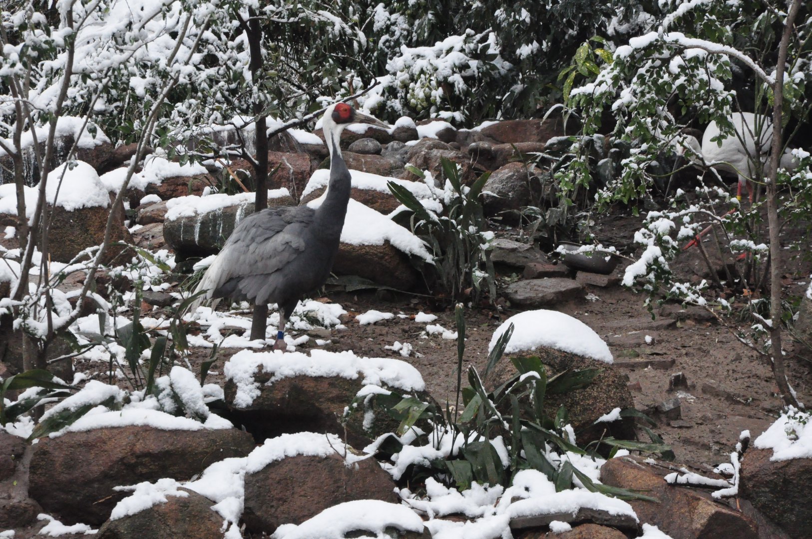 2018-01-26 White-naped crane