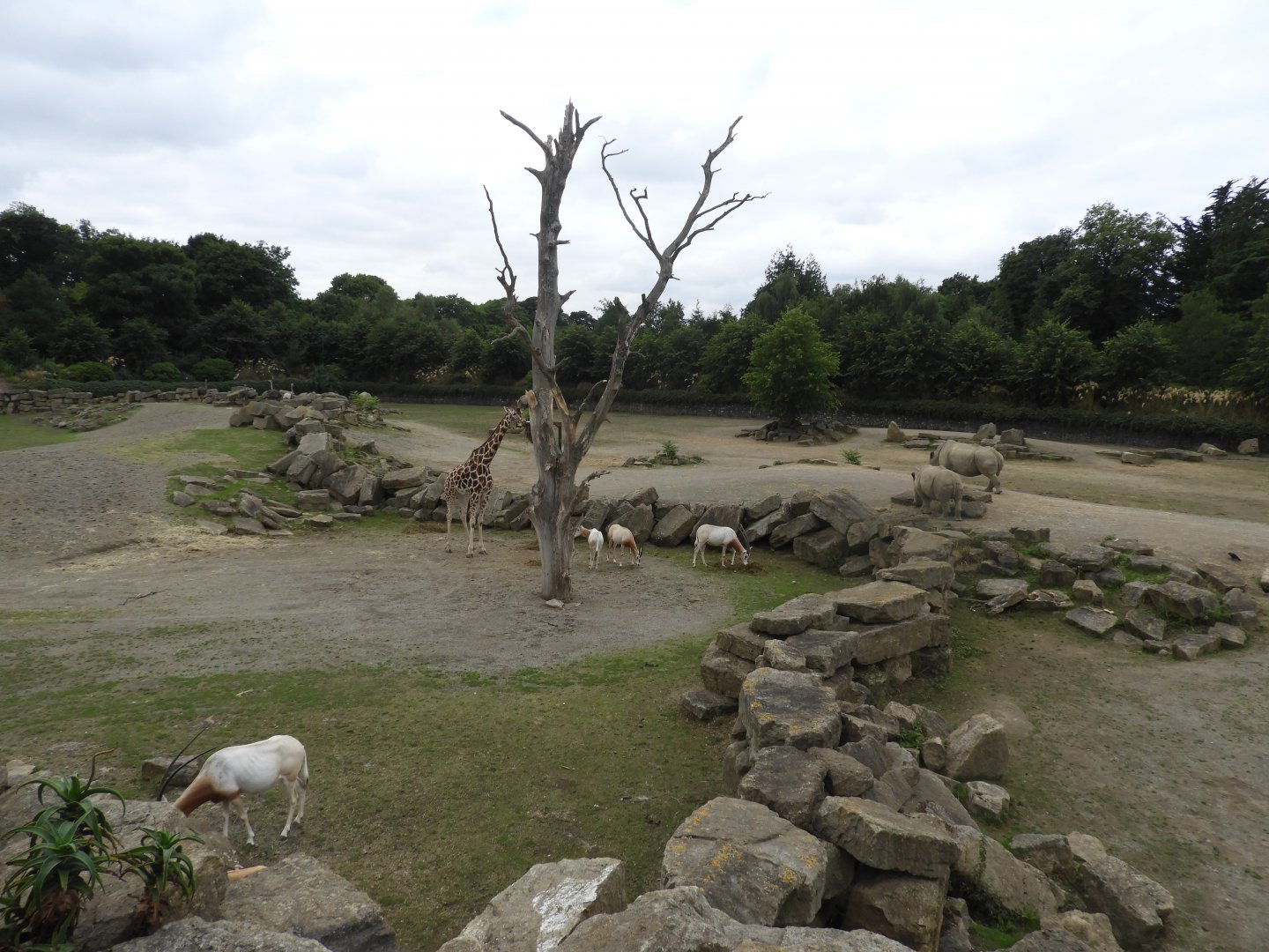 [2018] African savannah