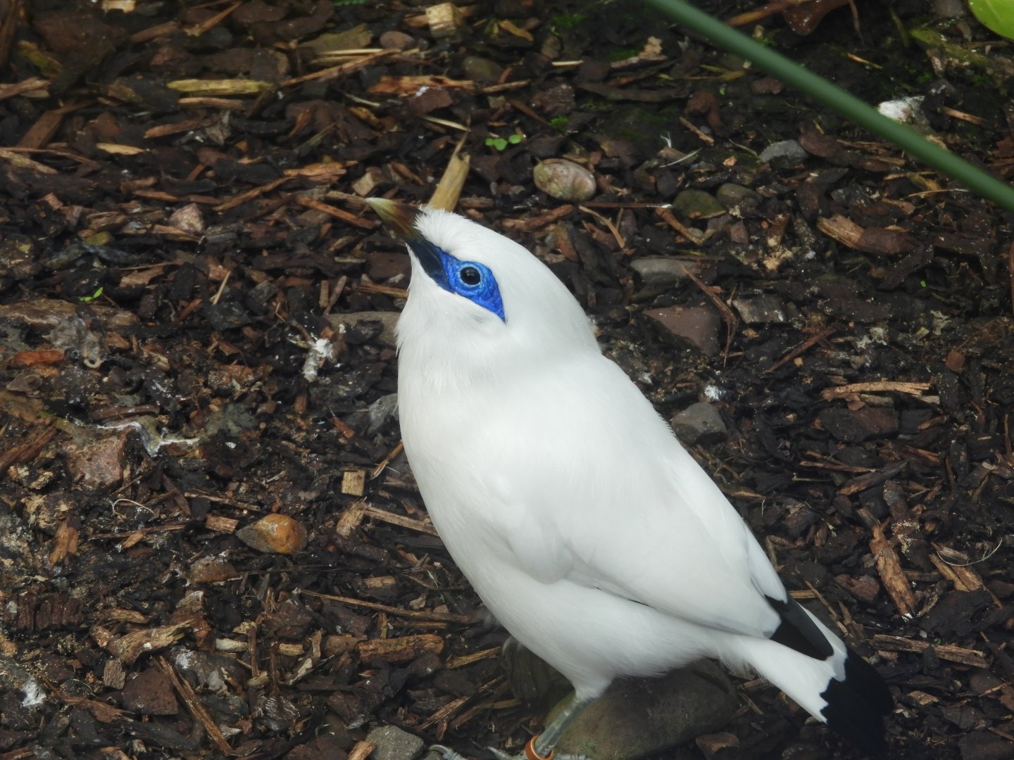[2018] Bali starling