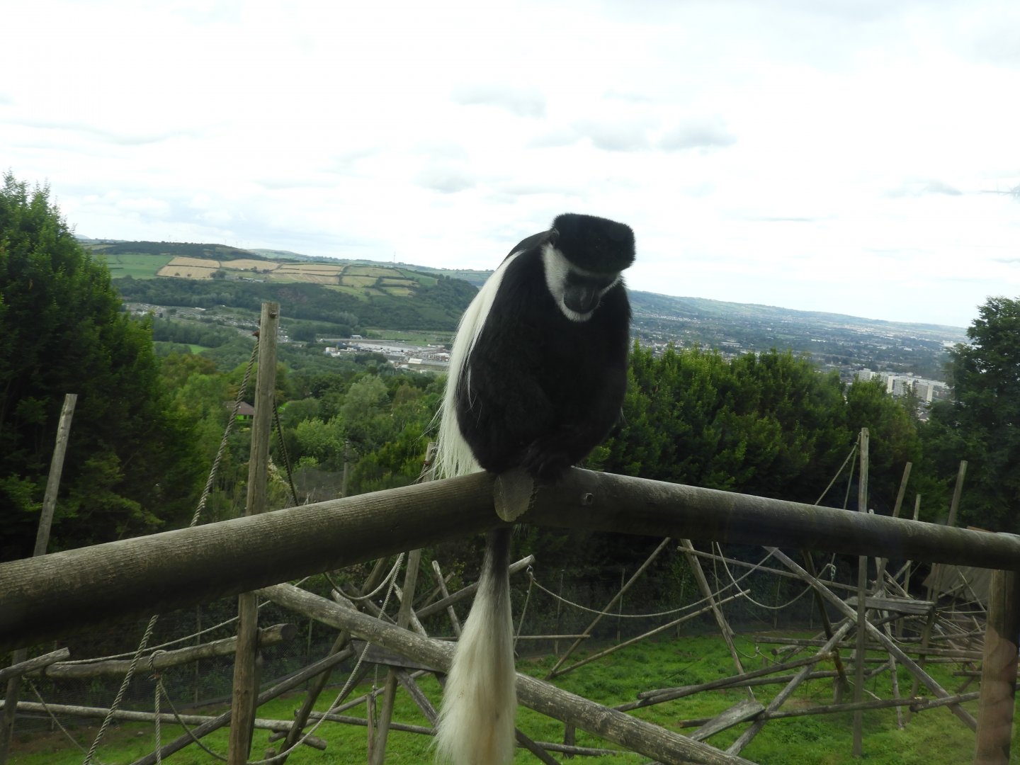 [2018] Black and white colobus