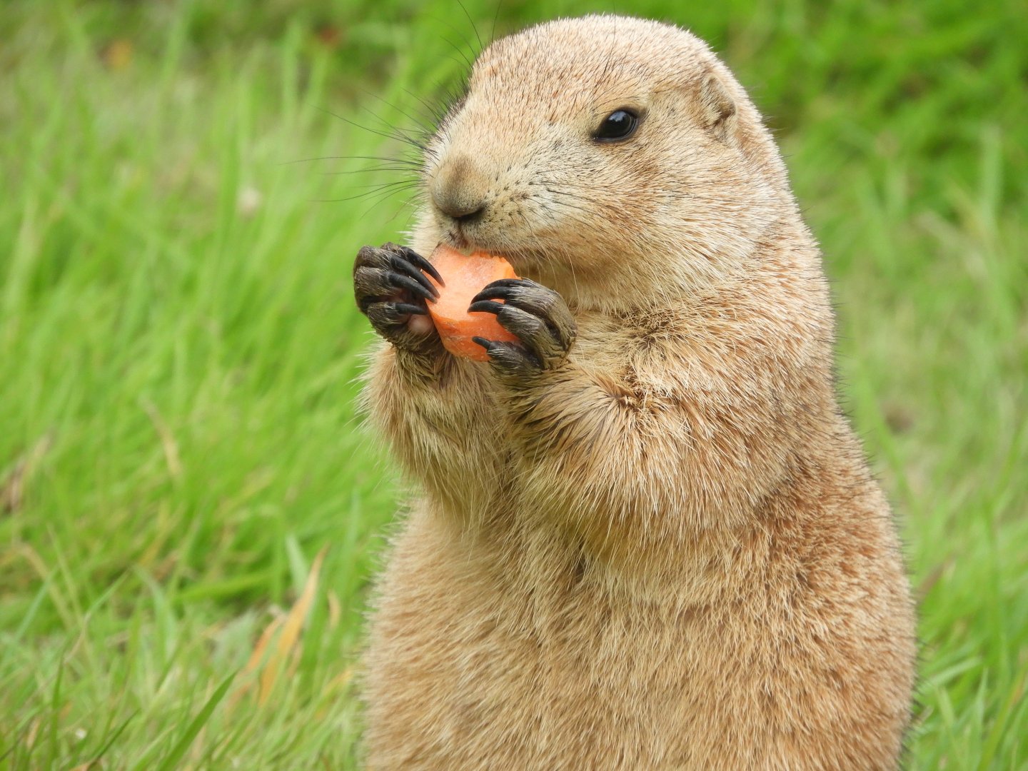 [2018] Black-tailed prairie dog