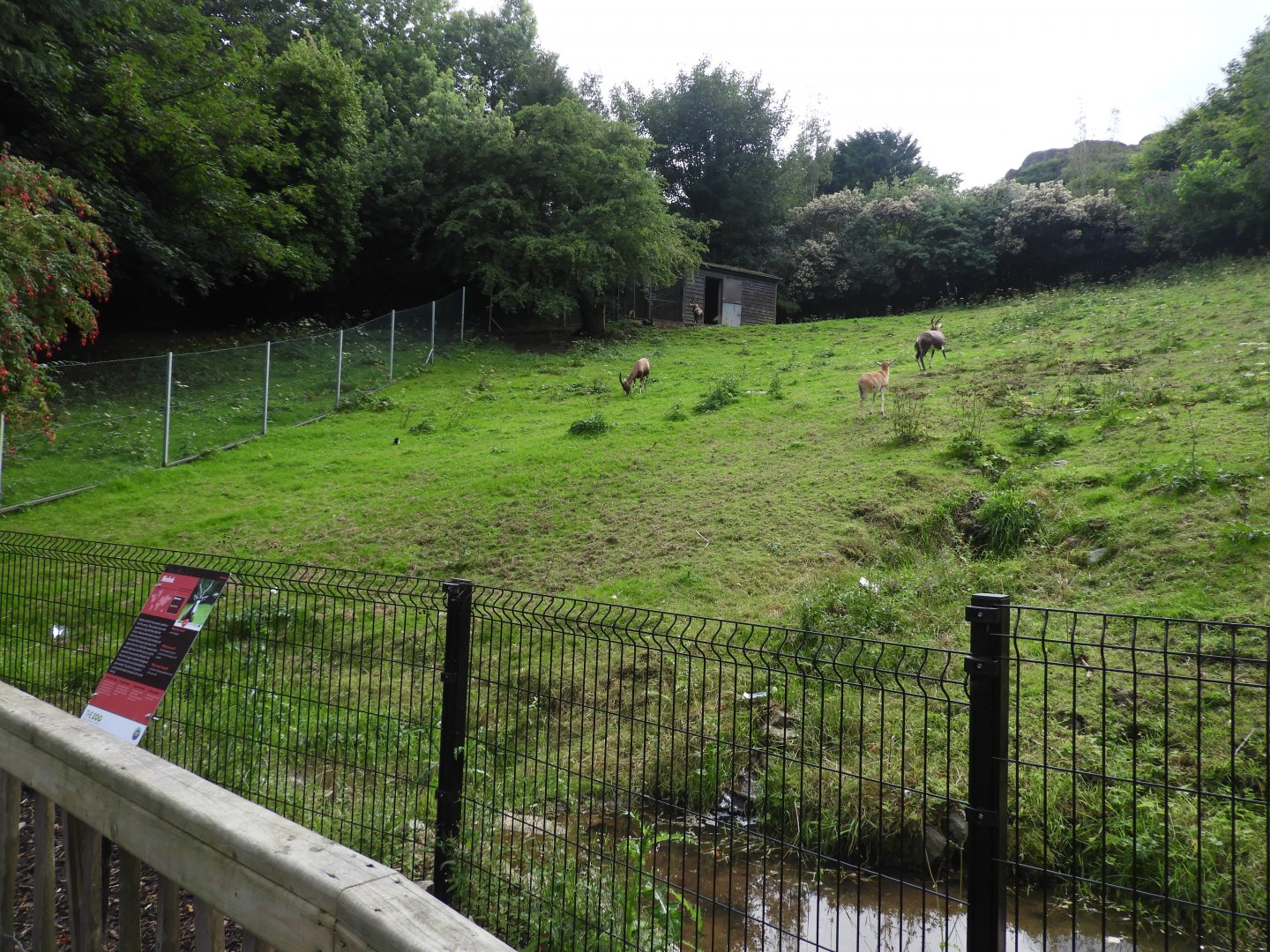 [2018] Blesbok enclosure