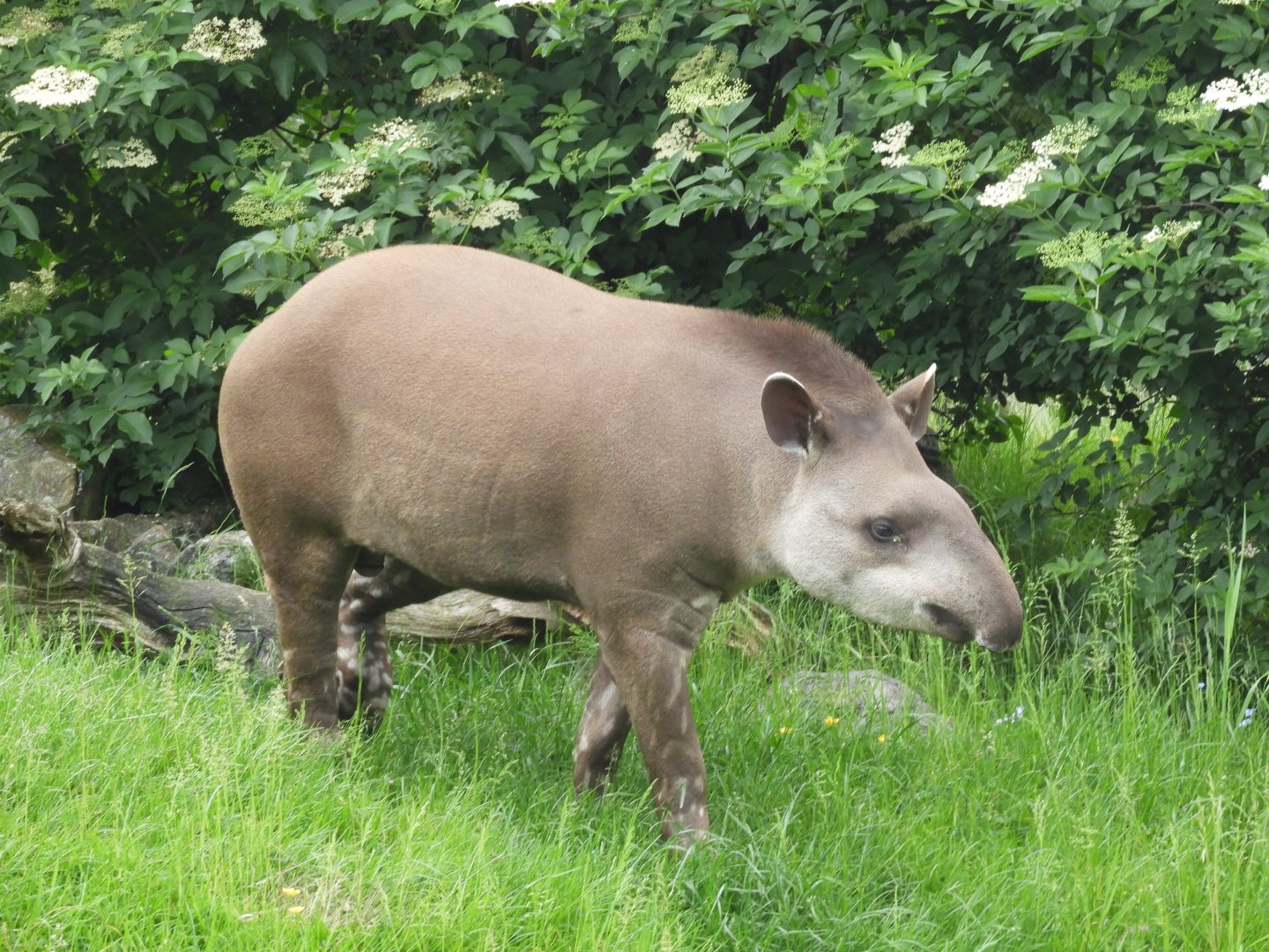 [2018] Brazilian tapir