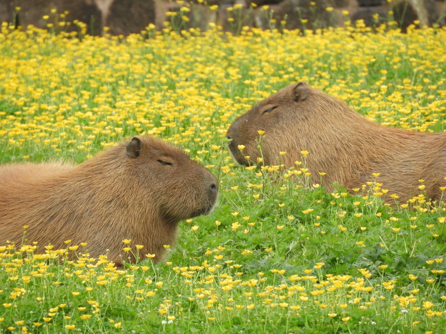 [2018] Capybara