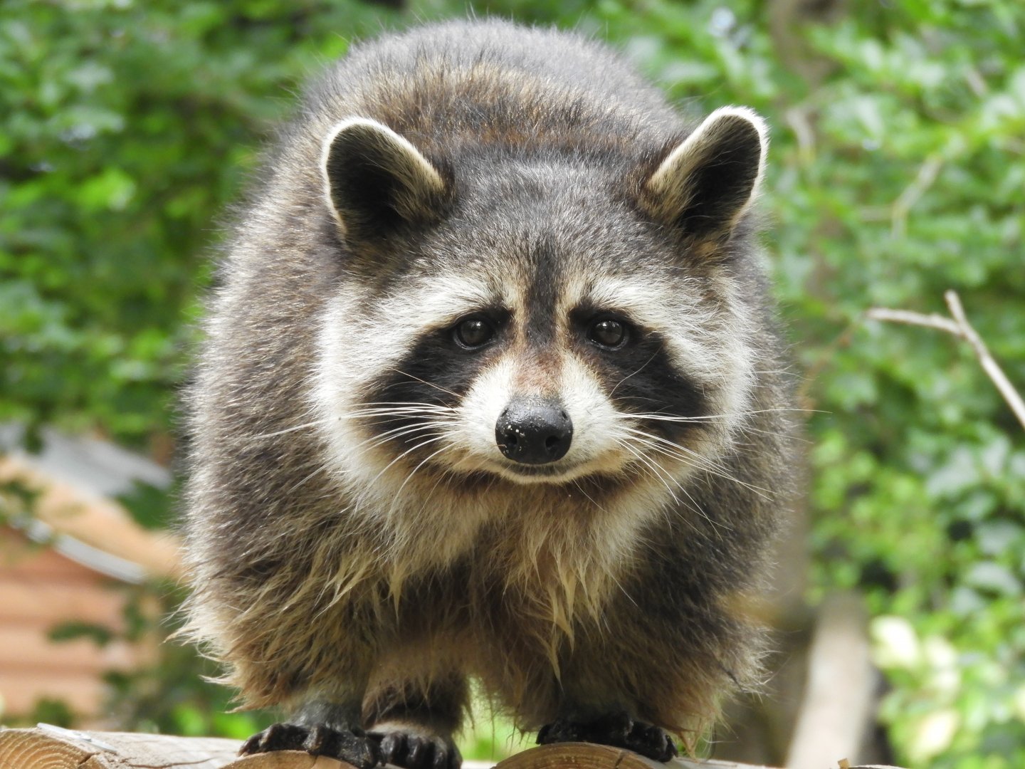 [2018] Common raccoon