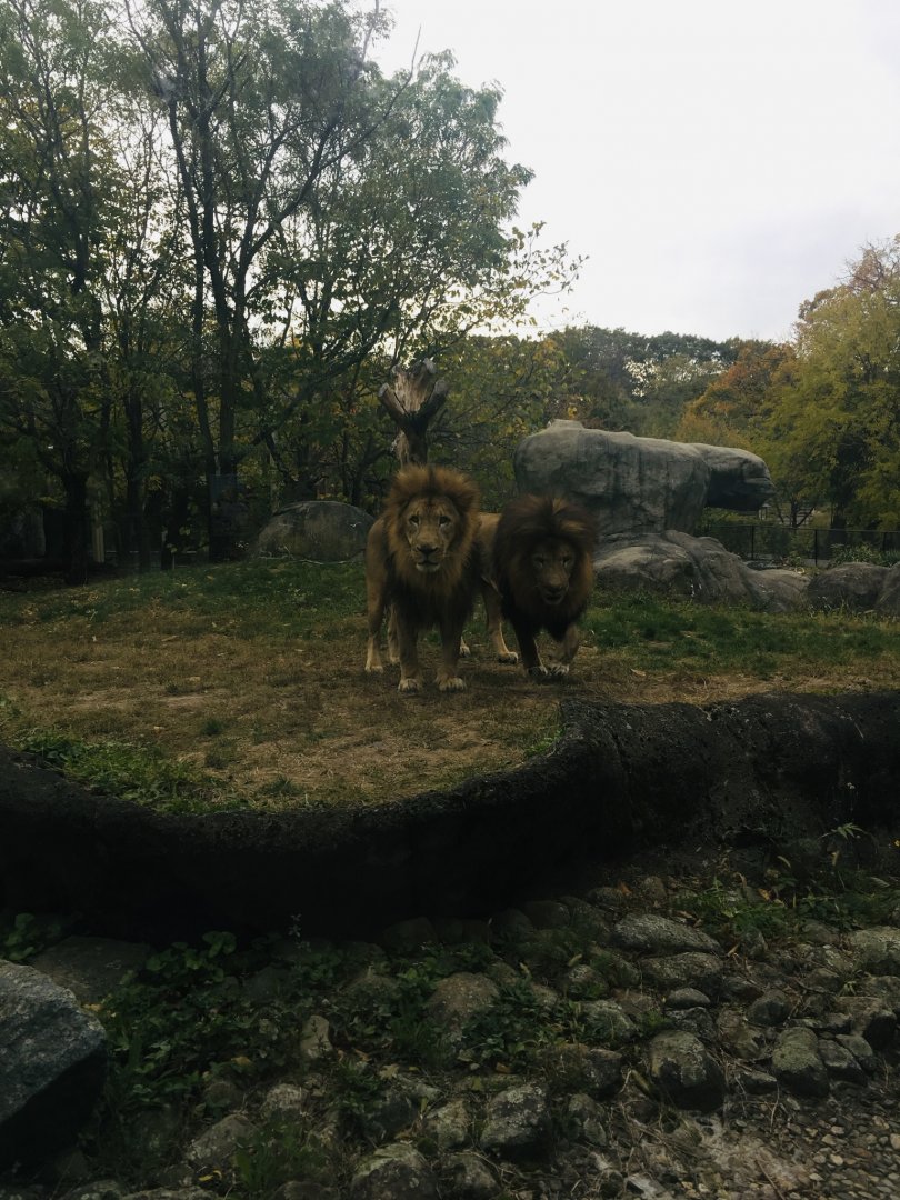 2018 Dinari and Kamaia the lion brothers.