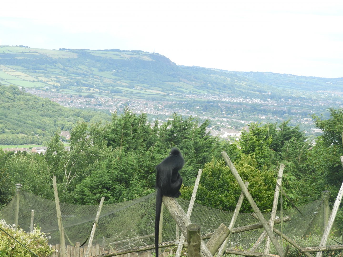 [2018] Francois langur with view