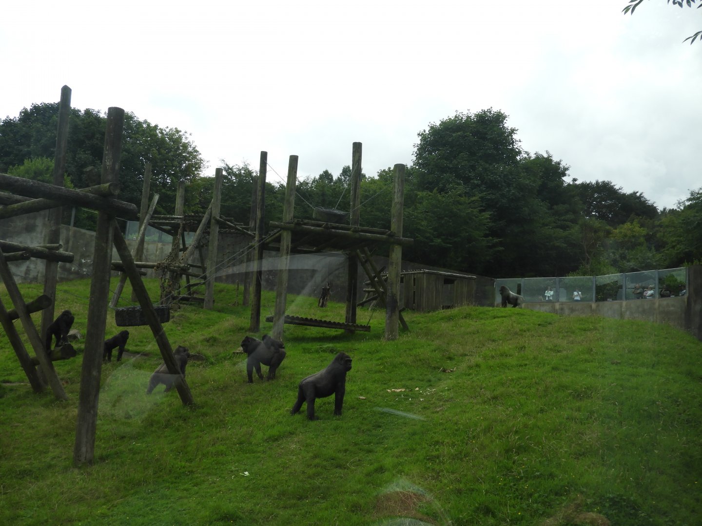 [2018] Gorilla enclosure