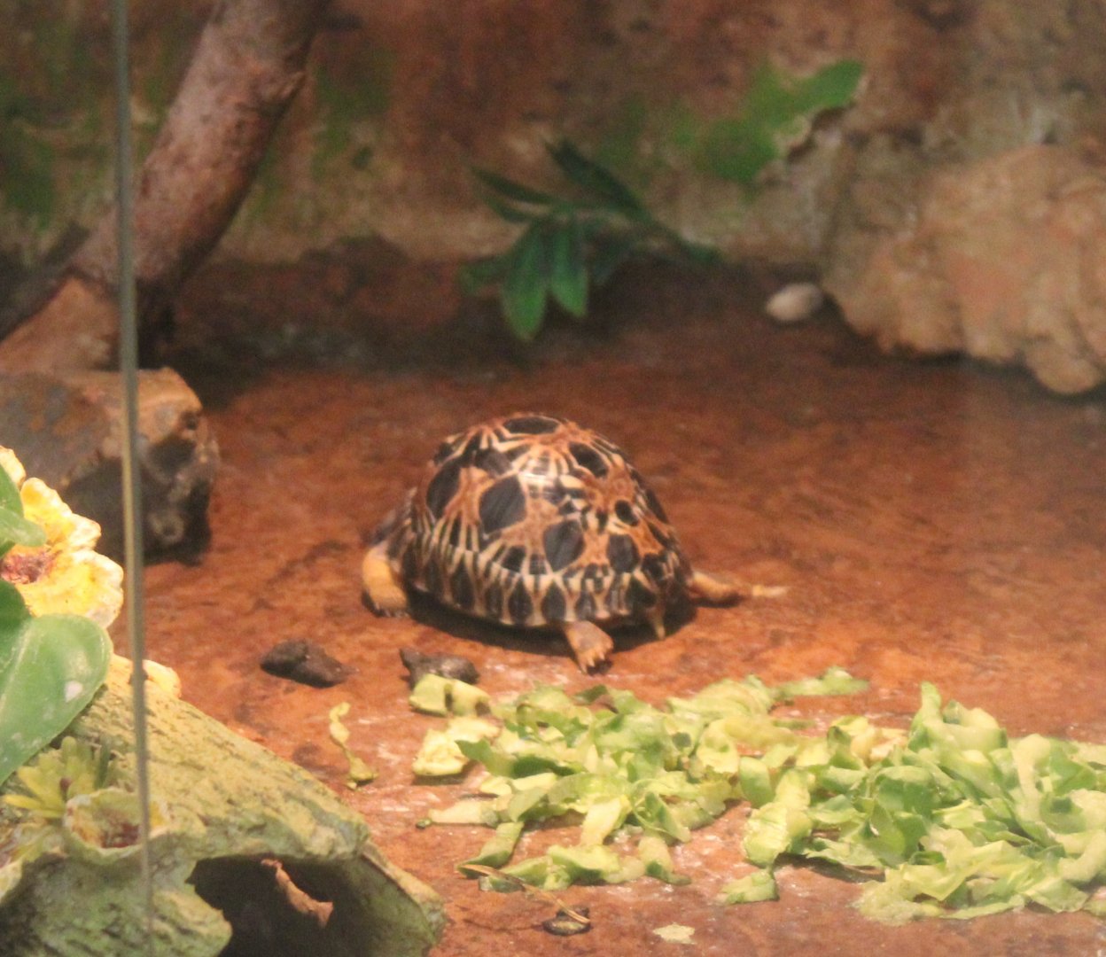 2018-hatched Radiated tortoise baby