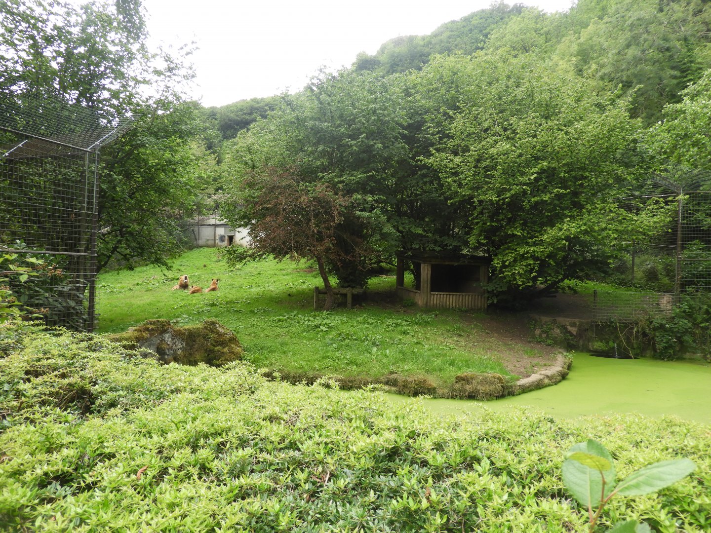 [2018] Lion enclosure