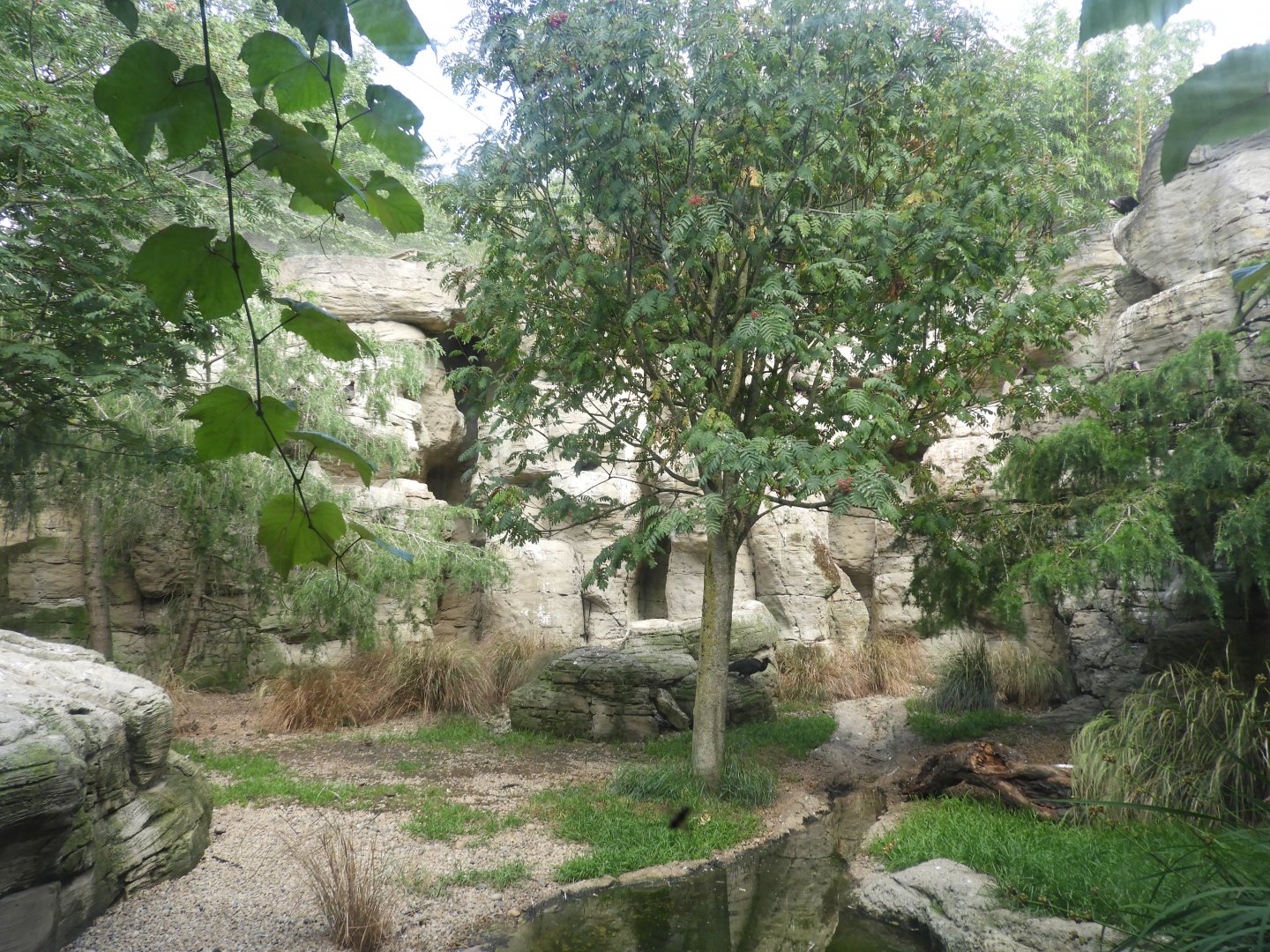 [2018] Northern bald ibis enclosure