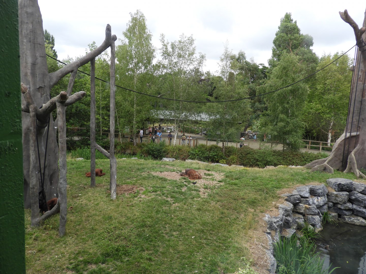 [2018] Orangutan and siamang enclosure
