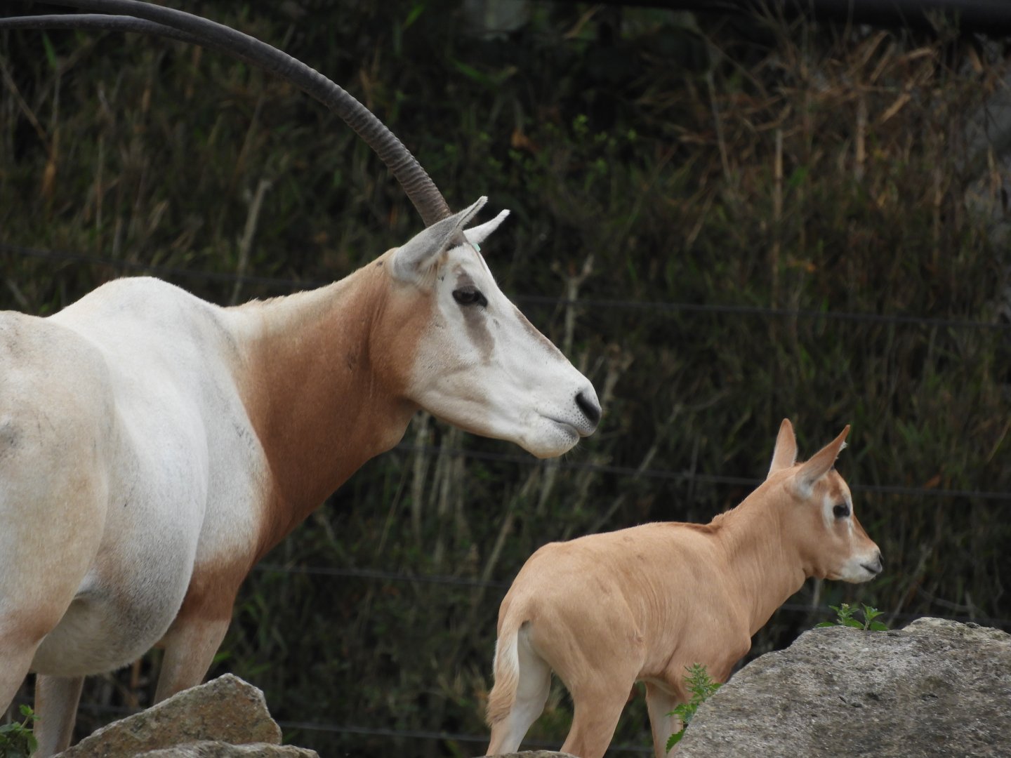 [2018] Scimitar-horned oryx