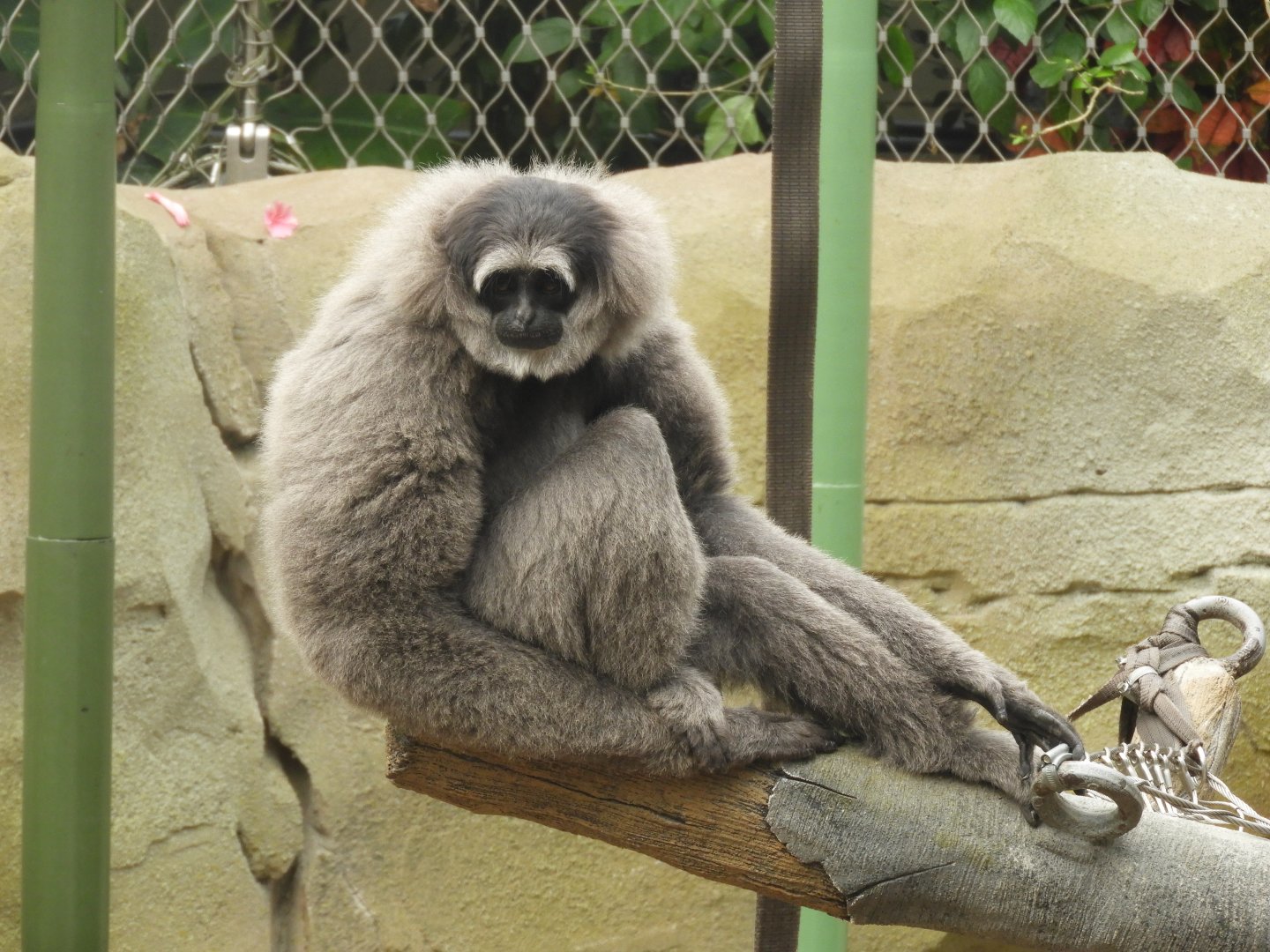 [2018] Silvery gibbon