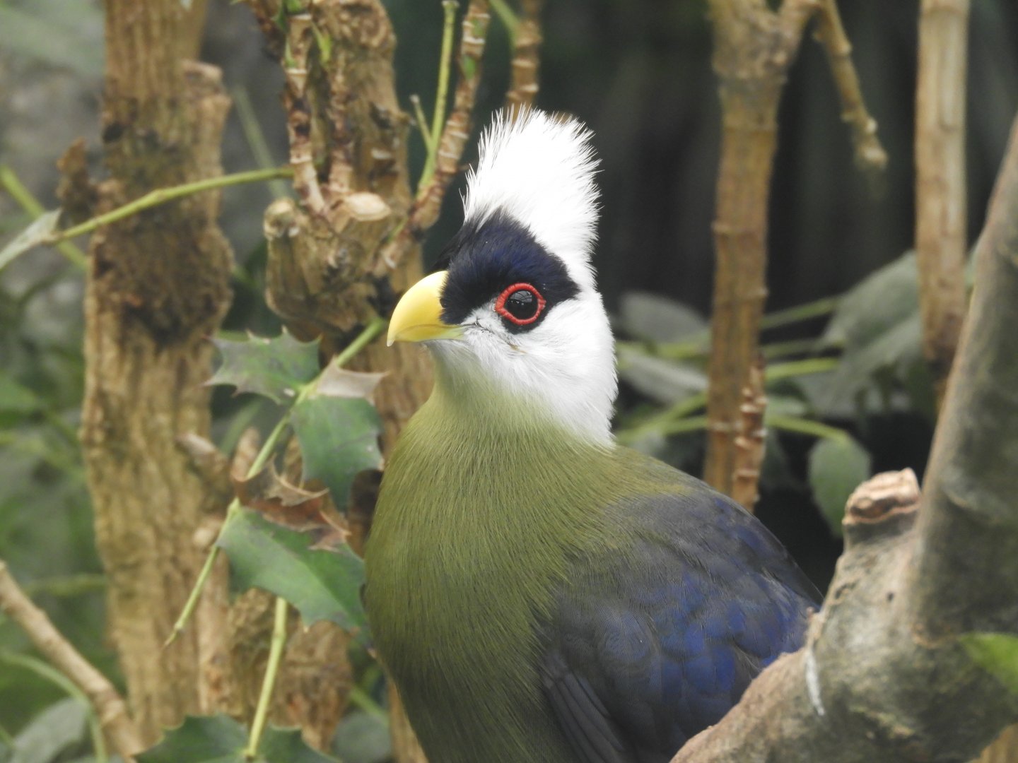 [2018] White-crested turaco