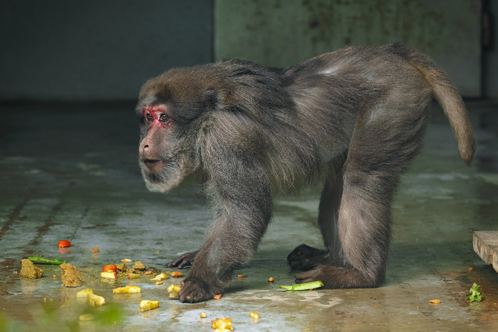 2019-04-12  Assam macaque