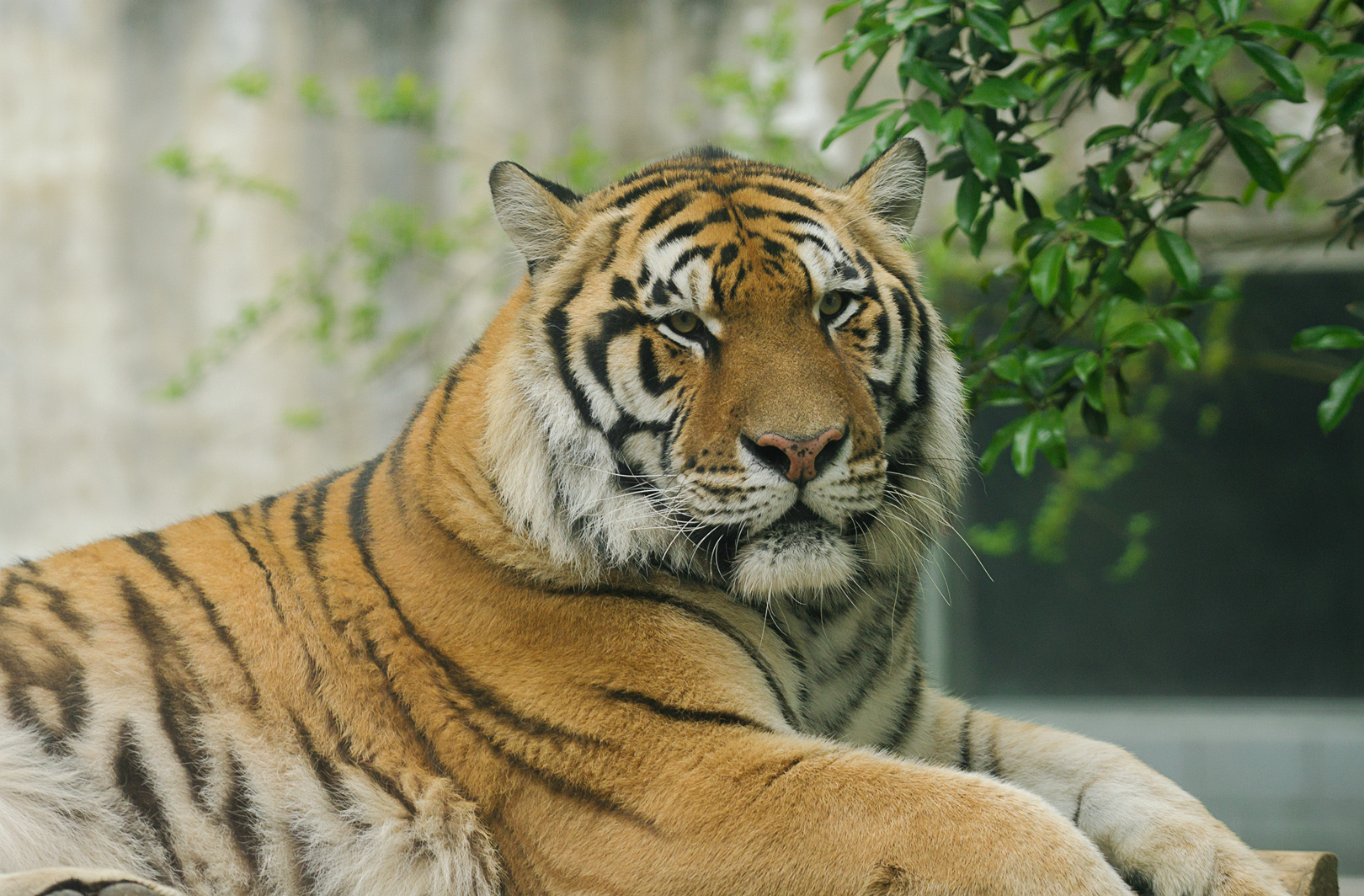 2019-04-12  Siberian tiger