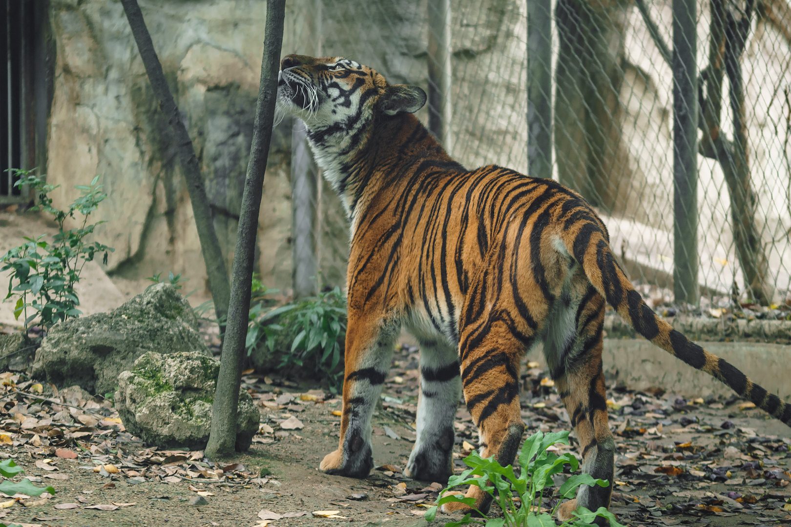 2019-04-12  South China tiger