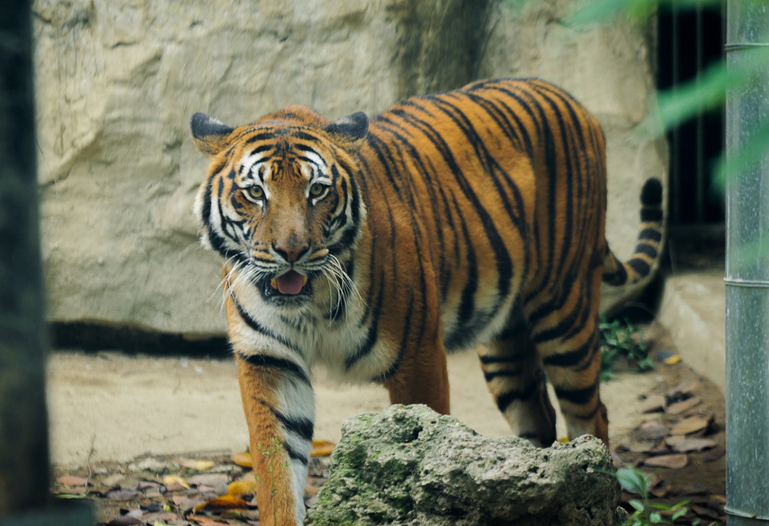 2019-04-12  South China tiger