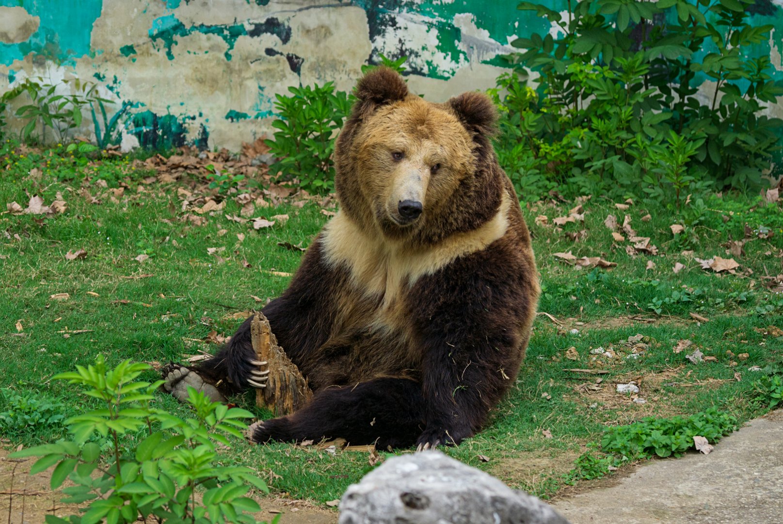 2019-04-12  Tibetan bear