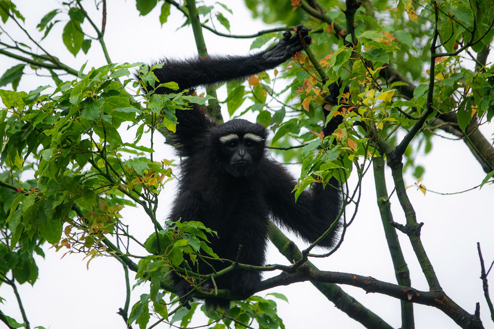2019-05-26  Eastern hoolock gibbon