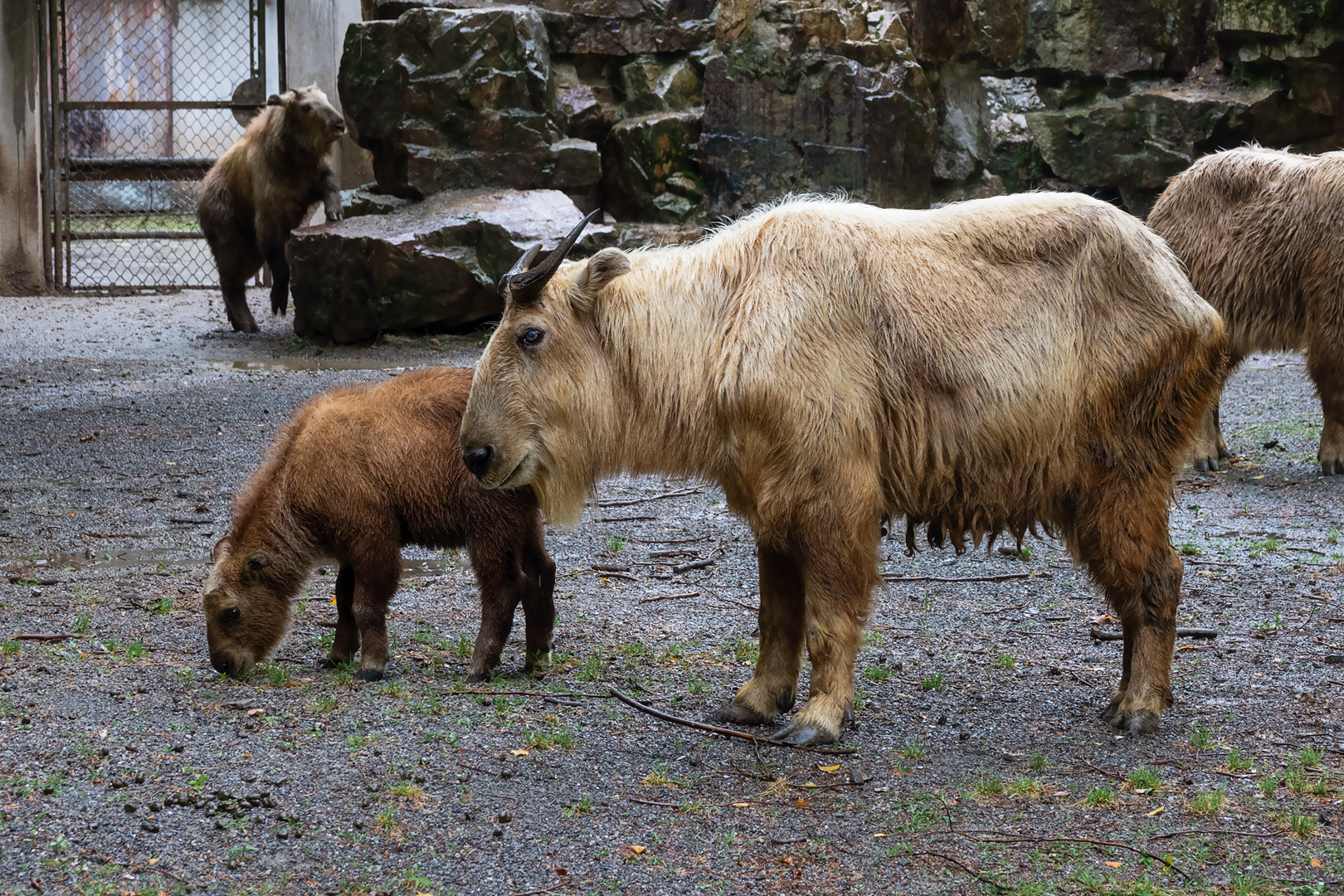 2019-05-26  Golden takin