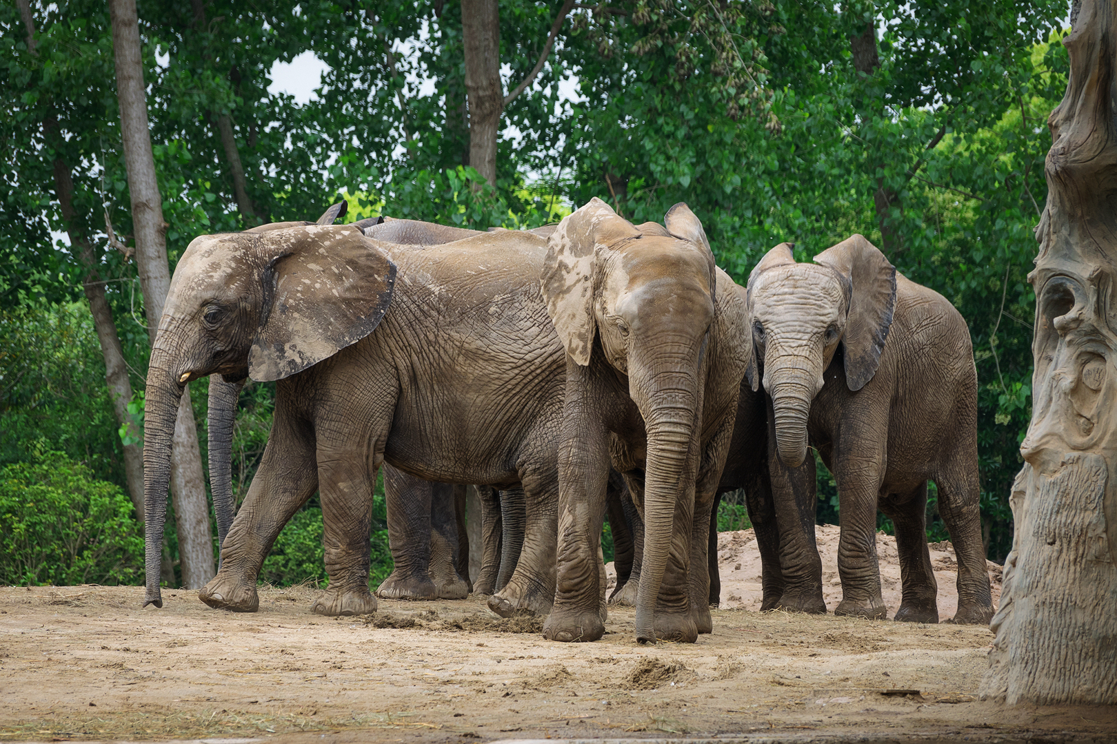 2019-05-27  African elephant