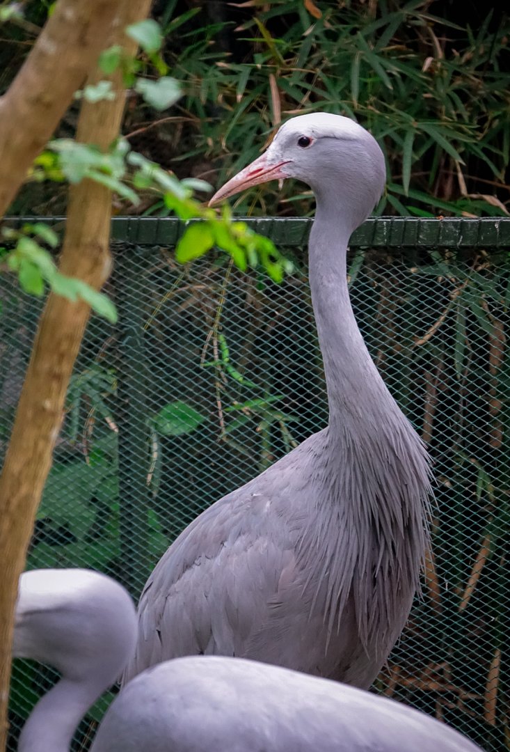 2019-05-27  Blue crane