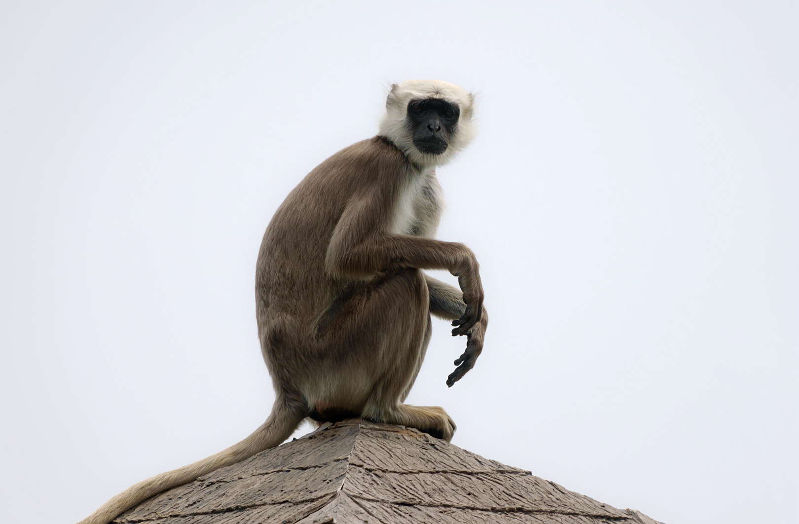 2019-05-27  Gray langur