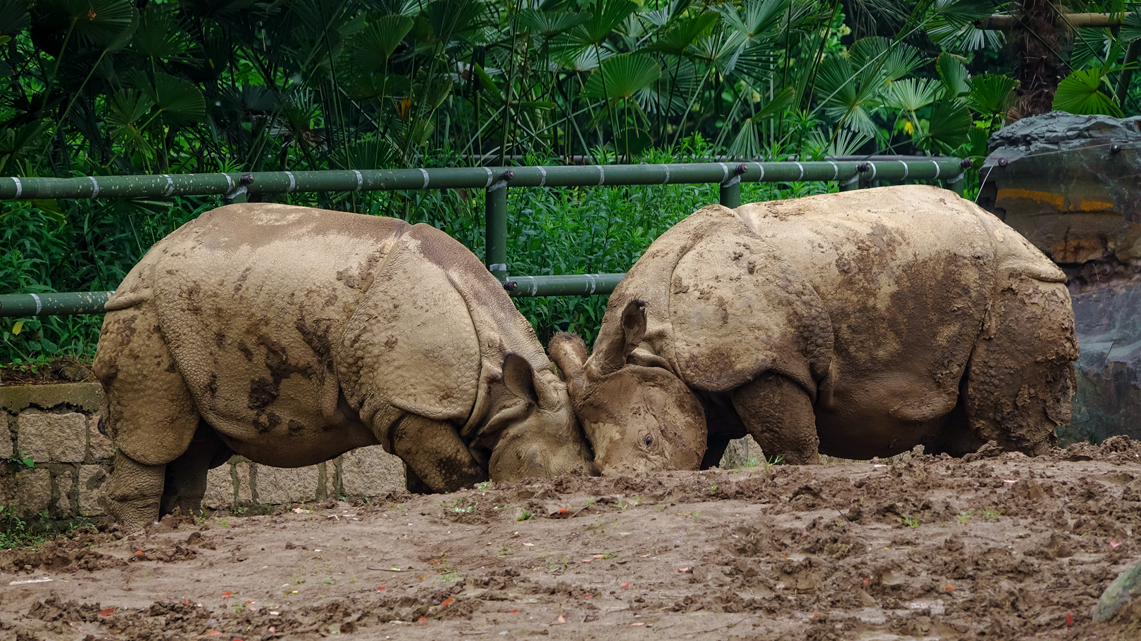 2019-05-27  Indian rhinoceros