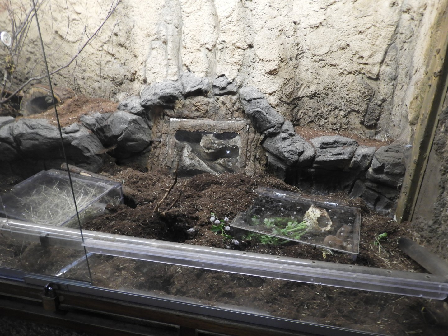 [2019] Ansell's mole-rat enclosure