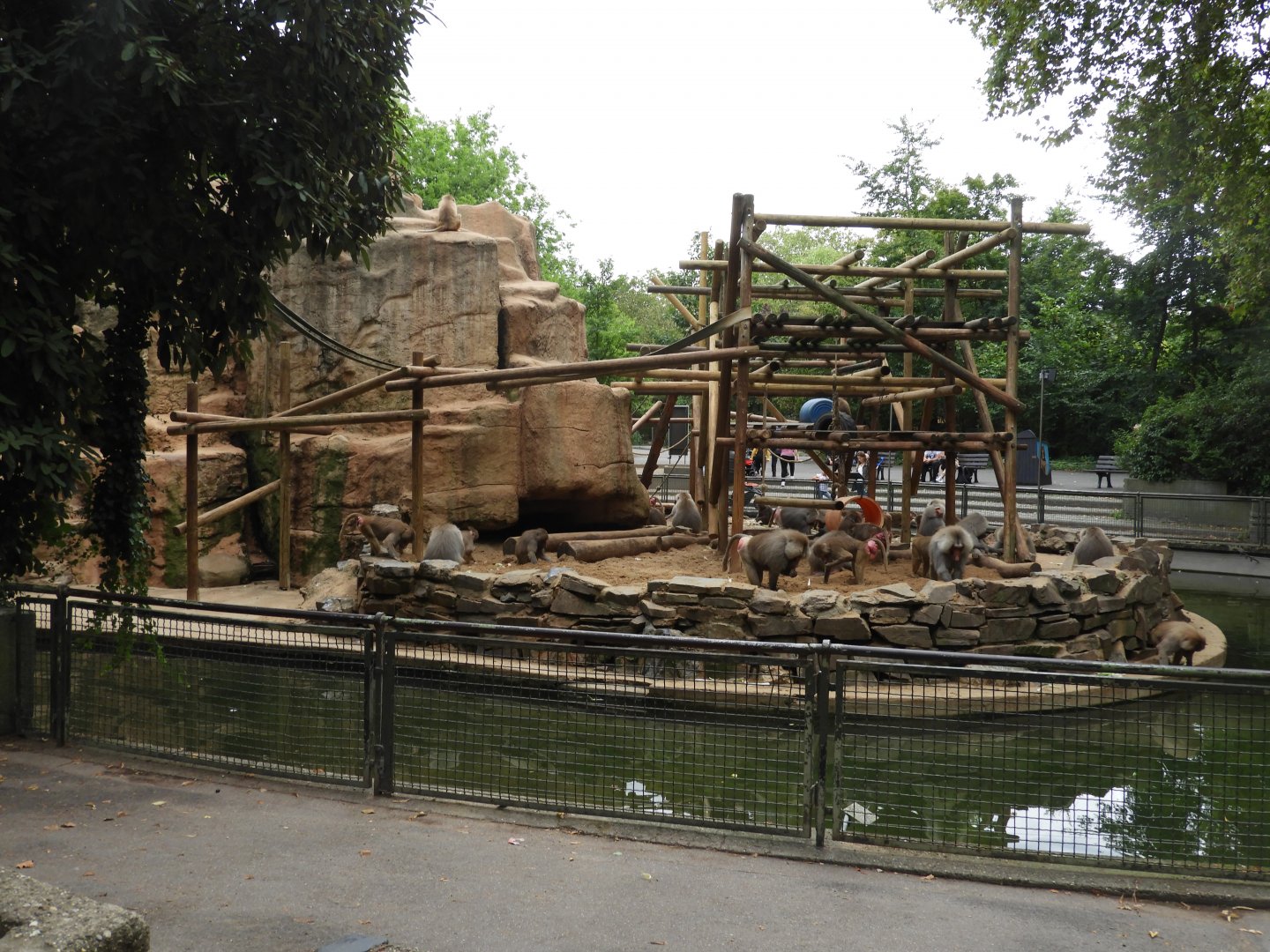 [2019] Baboon enclosure