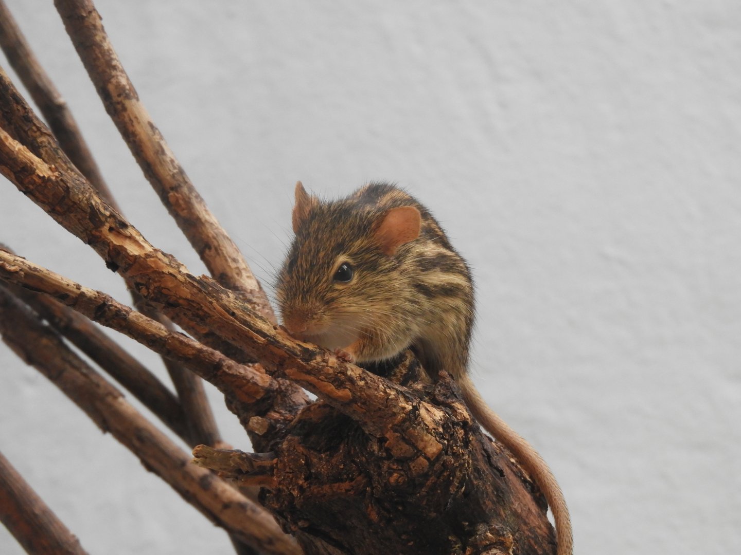[2019] Barbary striped grass mouse