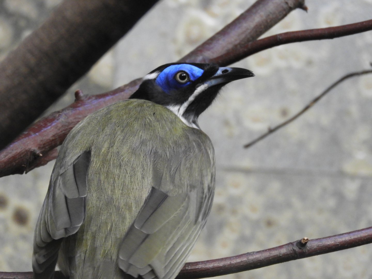 [2019] Blue-faced honeyeater