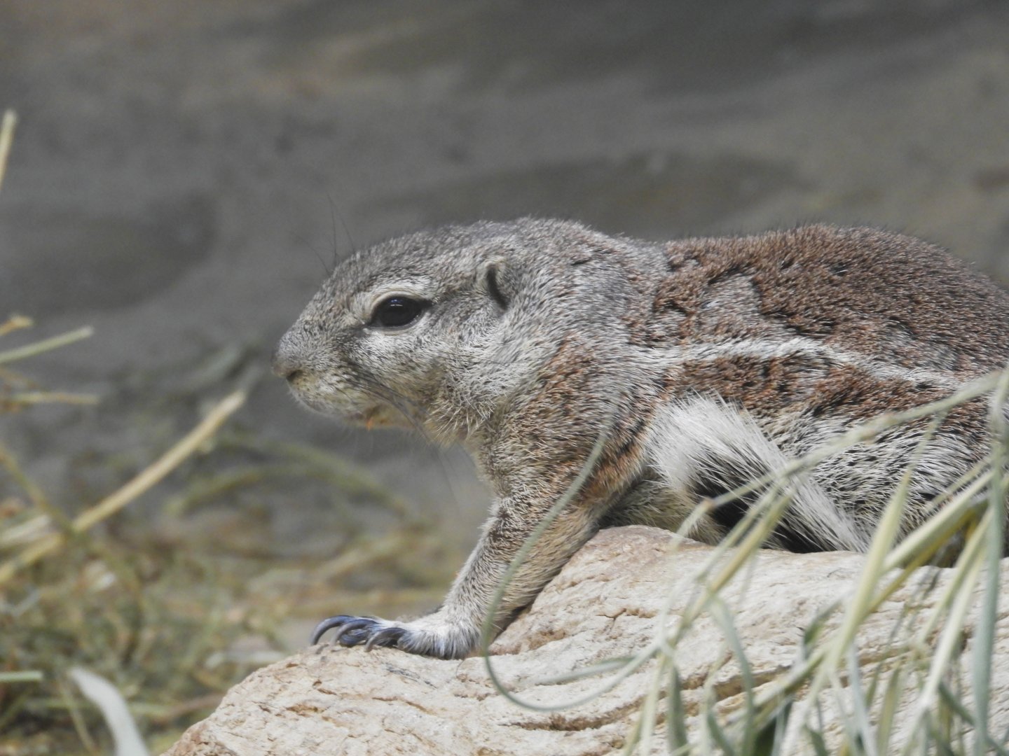 [2019] Cape ground squirrel