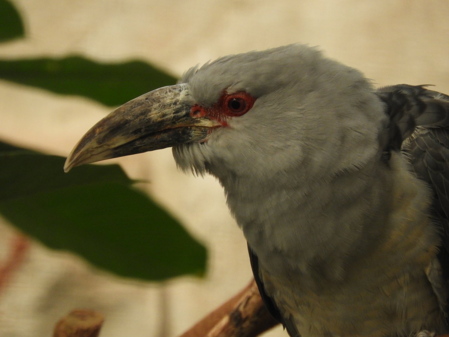 [2019] Channel-billed cuckoo
