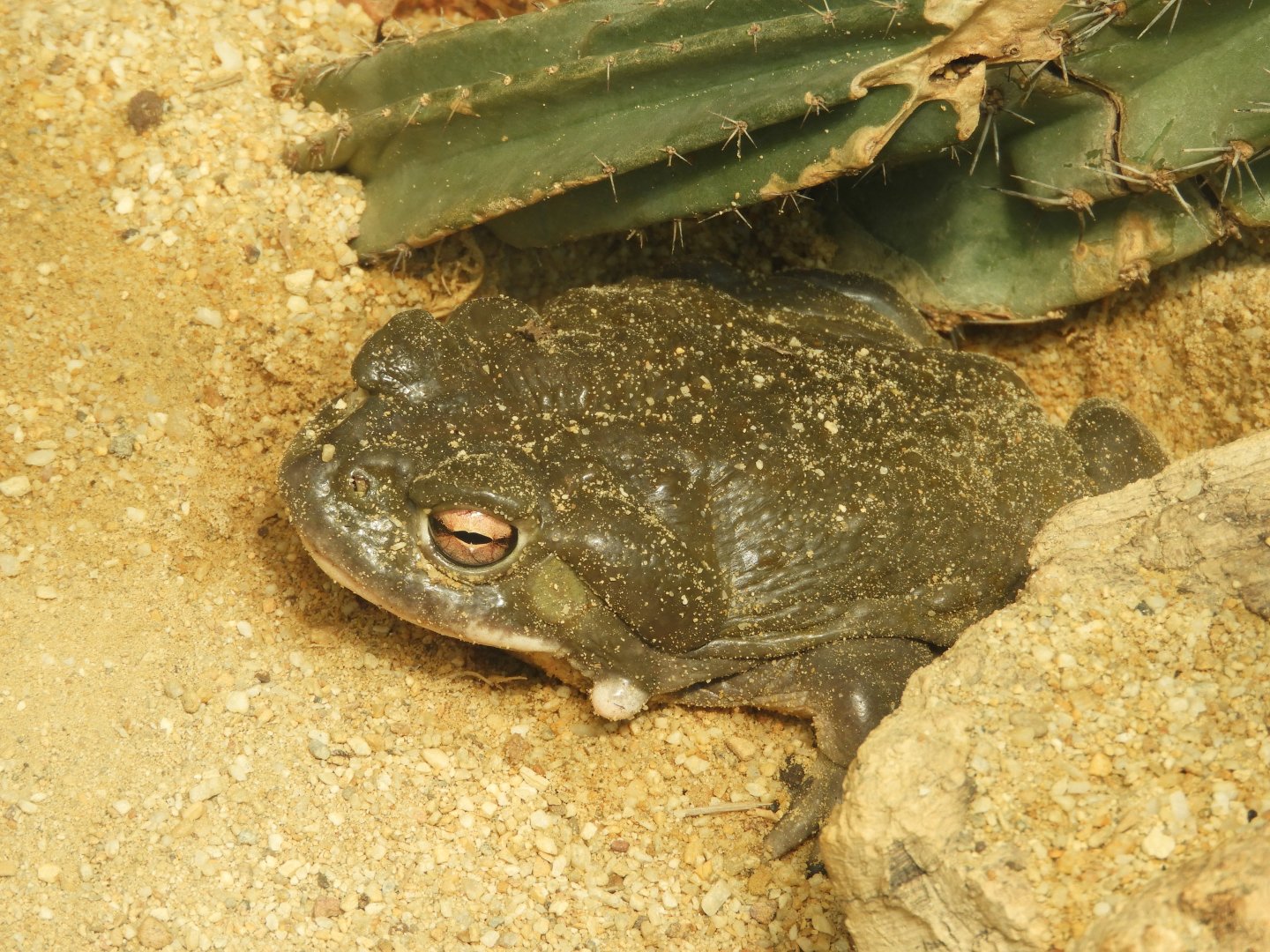 [2019] Colorado River toad
